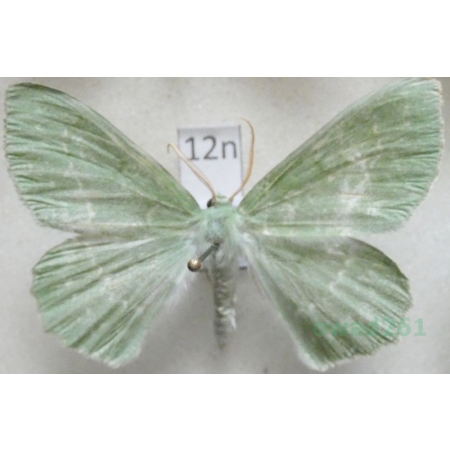 Geometra papilionaria (Linnaeus, 1758) Miernik zieleniak Poland12n